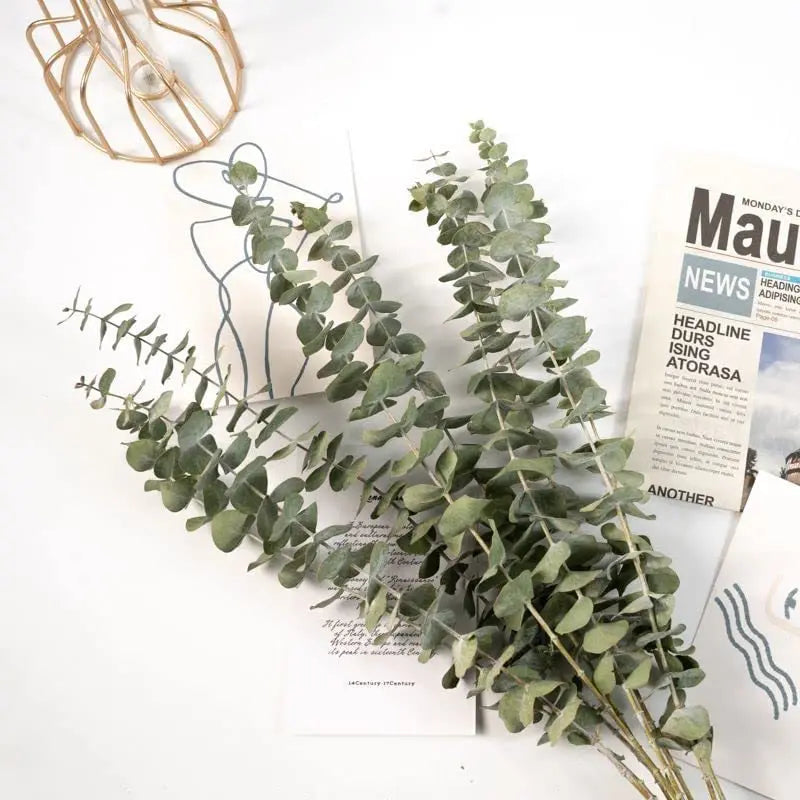 Natural Eternal Eucalyptus Leaves