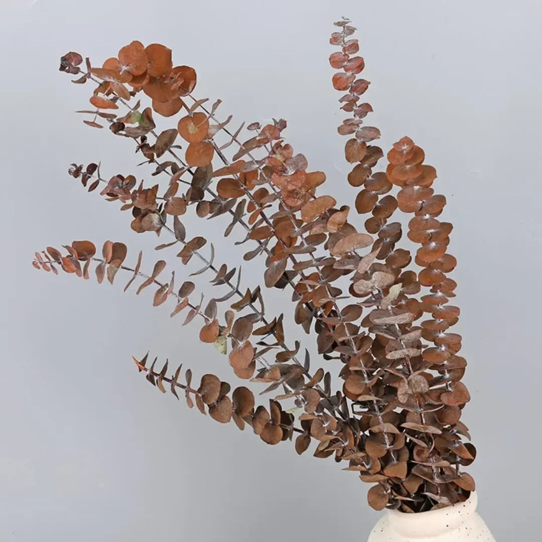 Natural Eternal Eucalyptus Leaves